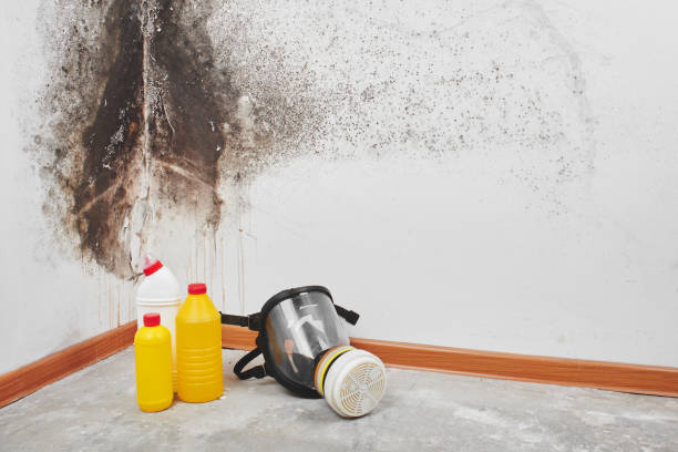 Best Commercial Mold Remediation in Montara, CA