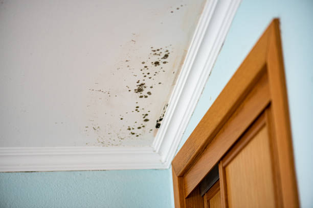 Best Mold Testing and Inspection Services in Montara, CA