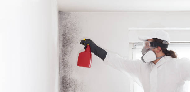 Best Black Mold Remediation in Montara, CA