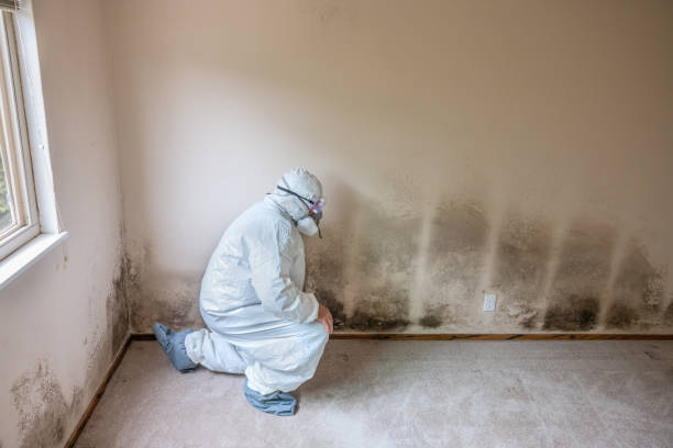 Best Emergency Mold Remediation in Montara, CA